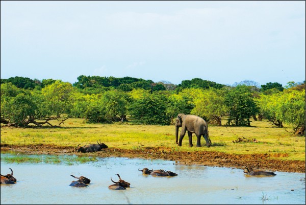 亞拉國家公園是野生動物的天堂。