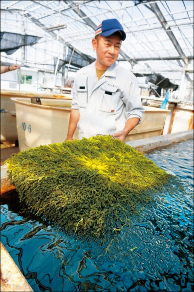 「久米島海洋深層水開發」工作人員說明如何培育營養美味的海葡萄。