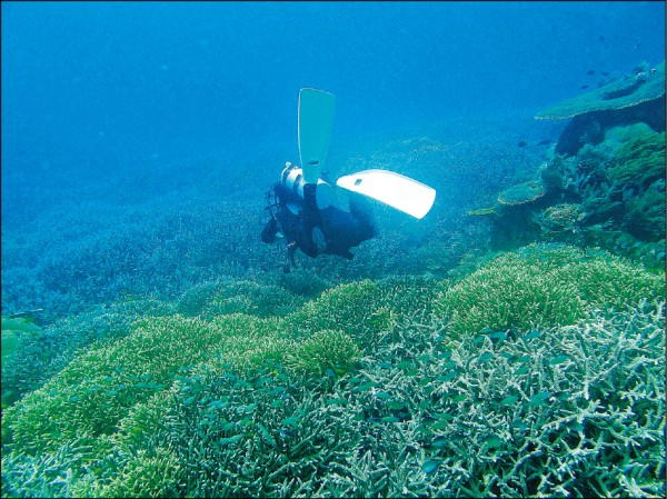 四王群島海裡的珊瑚種類多樣，令人沉醉其中。