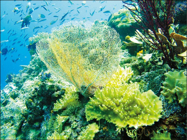 四王群島生態保護良好，海扇多又大，魚群也很多。
