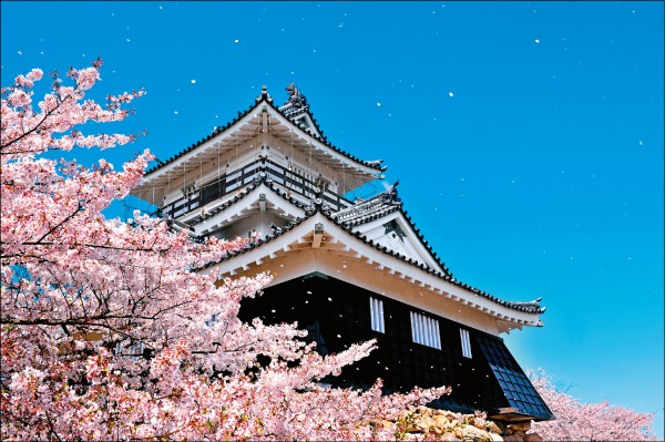 濱松城公園也是著名的賞櫻景點，園內種植約360株櫻花。（日本富士之國靜岡縣駐台辦事處提供）