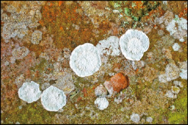 殼狀地衣緊緊附著於岩石或樹木等基質，不易與基質分離。