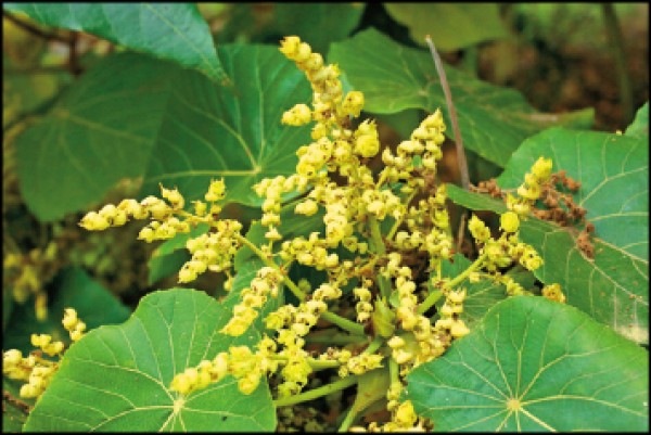 血桐雌雄異株，此為雄花。