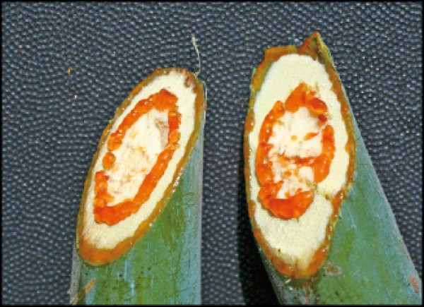 血桐枝條流出的汁液氧化後呈紅色，像流出血，故名血桐。