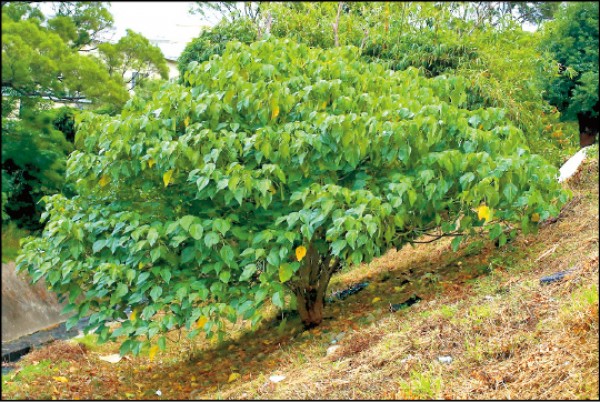 血桐是次生林中主要樹種、常見的先驅植物。