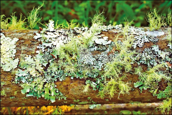 地衣能分泌地衣酸，可分解岩石及樹，是相當重要的先驅植物。