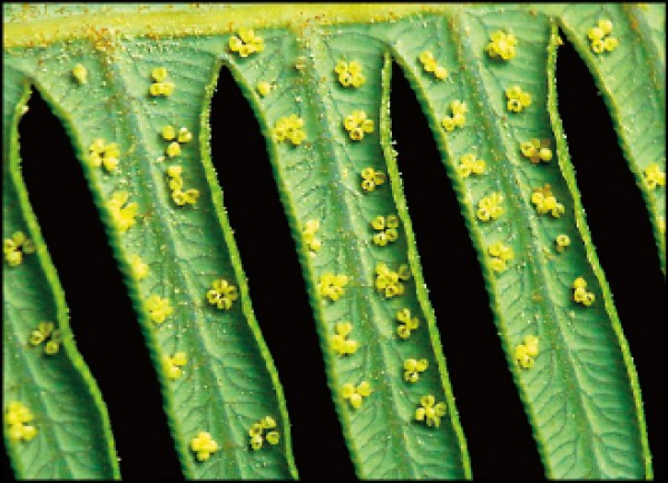 芒萁葉背的孢子囊群。