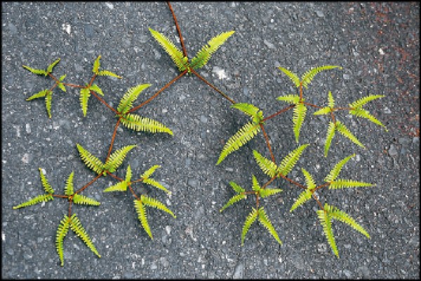 芒萁的一葉，呈多回假二叉分枝。