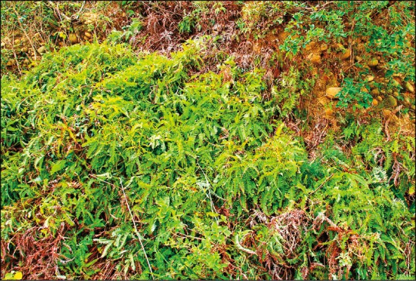 芒萁經常成片生長在低拔林緣及乾燥貧瘠的山坡地。