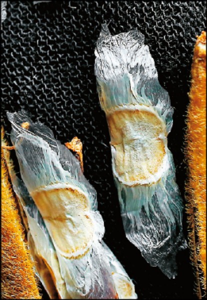 黃花風鈴木種子薄如紙，具一對透明翅膀，讓種子易隨風飛散。