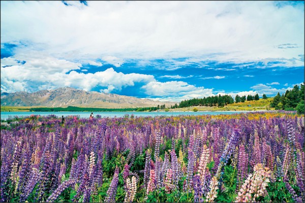 蒂卡波湖畔盛開的魯冰花花海襯著遠方的群山與澄澈天空，景色優美。