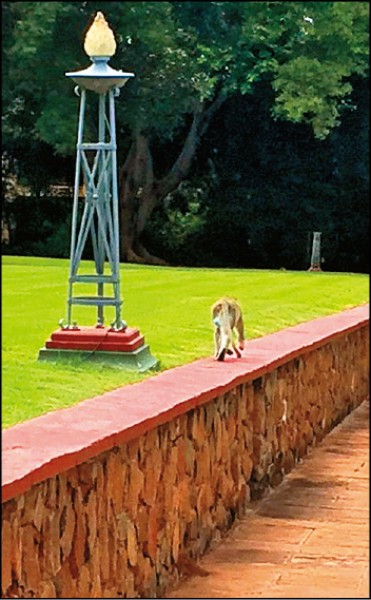 擁有藍色蛋蛋的調皮猴子穿梭在瀑布飯店內。