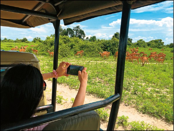 坐在開放式的獵遊車上，可與丘比國家公園內的動物近距離接觸。