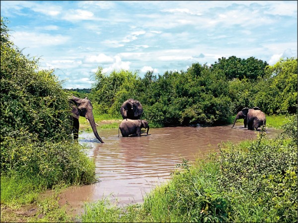 大象與小象共同在池邊戲水。