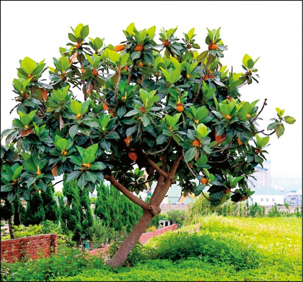 麵包樹可供食、造獨木舟、綠化……等，功能多樣。