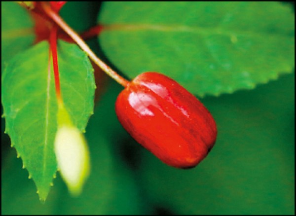 吊鐘花漿果。