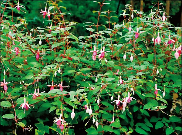 吊鐘花是溫帶常見花卉。