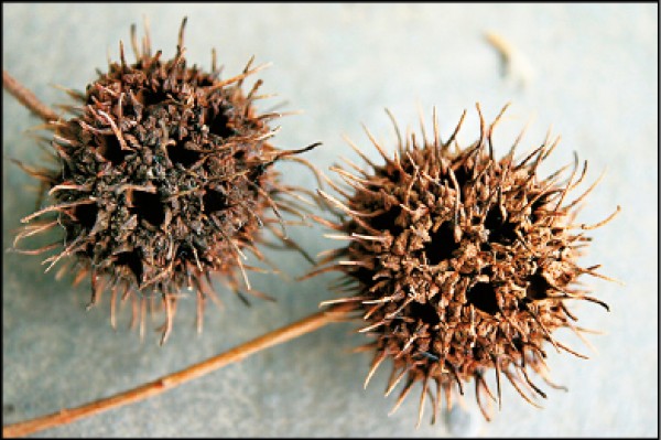 楓香聚花果形如海膽，內部多孔室，中藥名為路路通。