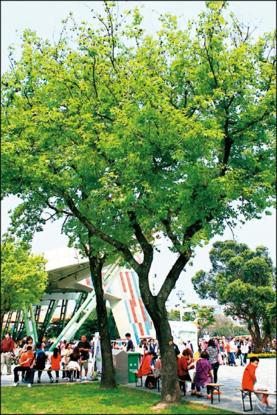 楓香廣布於全台中低海拔，樹姿挺拔優美。