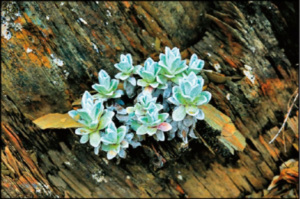 玉山薄雪草在岩壁縫隙仍可生長。