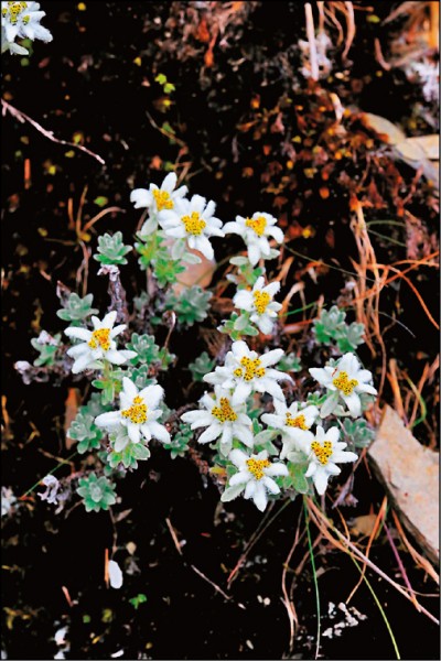 玉山薄雪草是極具代表性的台灣亞寒帶植物。