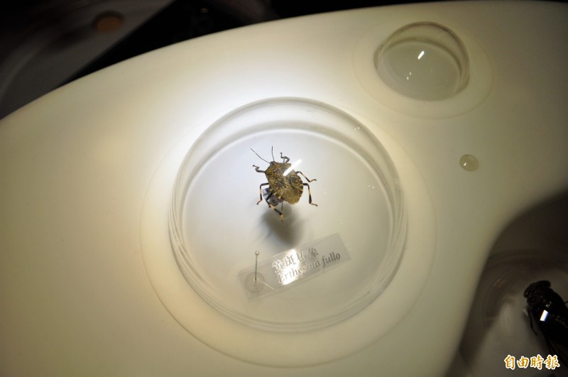 「素食主義者」展區，以吸食植物汁液為生的黃斑椿象。（記者陳昱勳攝）