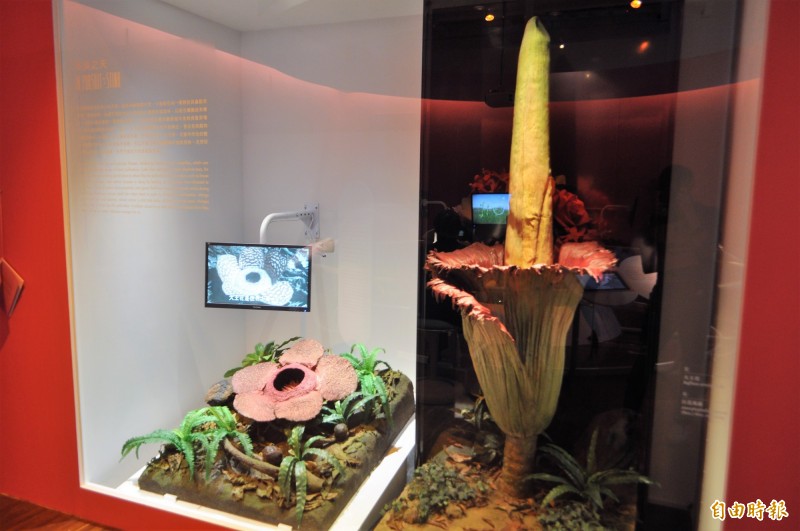 台博館館藏植物標本「大王花」（左）與「巨花蒟蒻花序」。（記者陳昱勳攝）