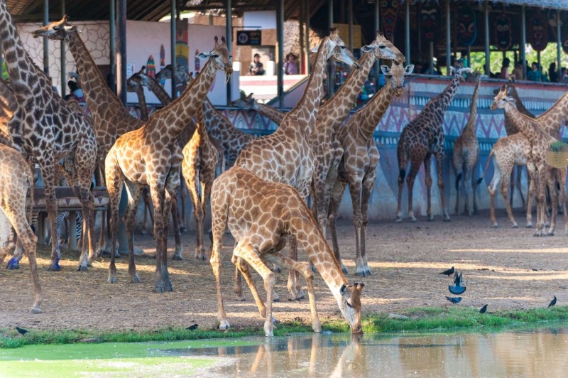 野生動物世界的動物們有很大的空地可以自由漫遊生活，爸媽與小朋友也可認識眾多動物。（泰國觀光局提供）