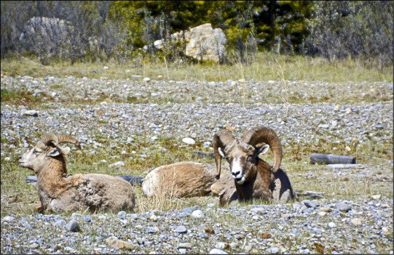 可愛的羊是國家公園內常會遇見的野生動物。