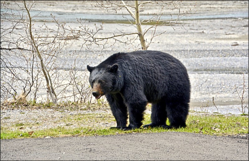 走訪洛磯山的國家公園，常有機會邂逅野生動物，例如黑熊！