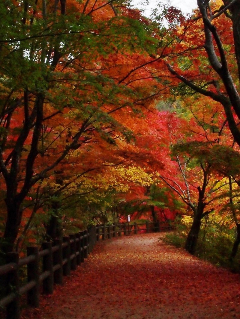 位在神戶近郊的六甲山上的神戶市立森林植物公園，可說是神戶隱藏版的賞楓景點。（神戶觀光局台北事務所提供）