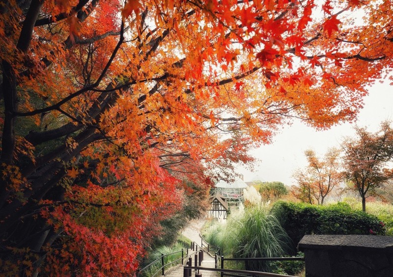 布引香草園是日本規模最大的香草花園，也是賞楓絕佳景點。（神戶觀光局台北事務所提供）