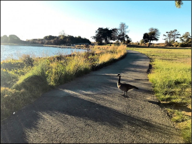 公園擁有大量的野生鳥類棲息，湖邊步道是很棒的散步、慢跑路線。