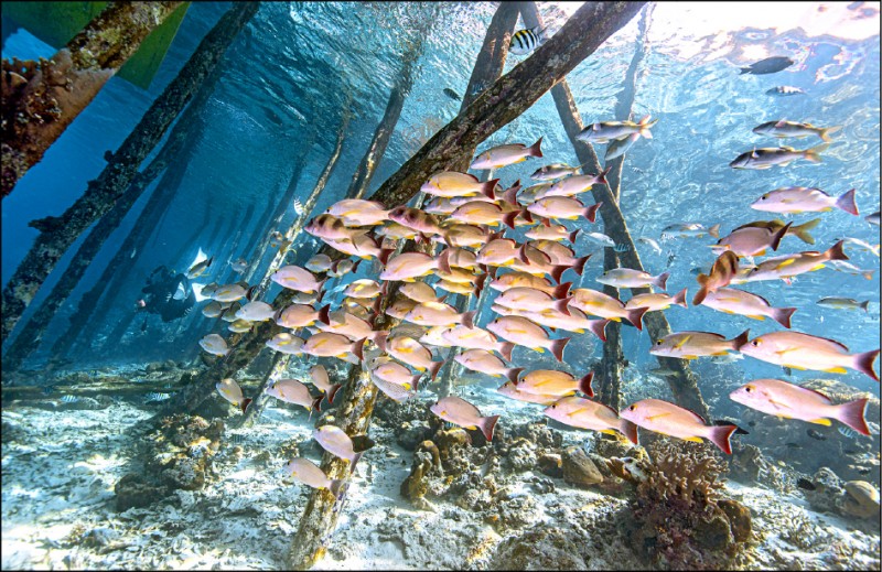 潛水空檔停靠的木棧板碼頭平台下是魚群庇護所。