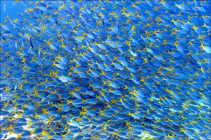 水中魚牆，四王群島被譽為「最後的潛水天堂」。