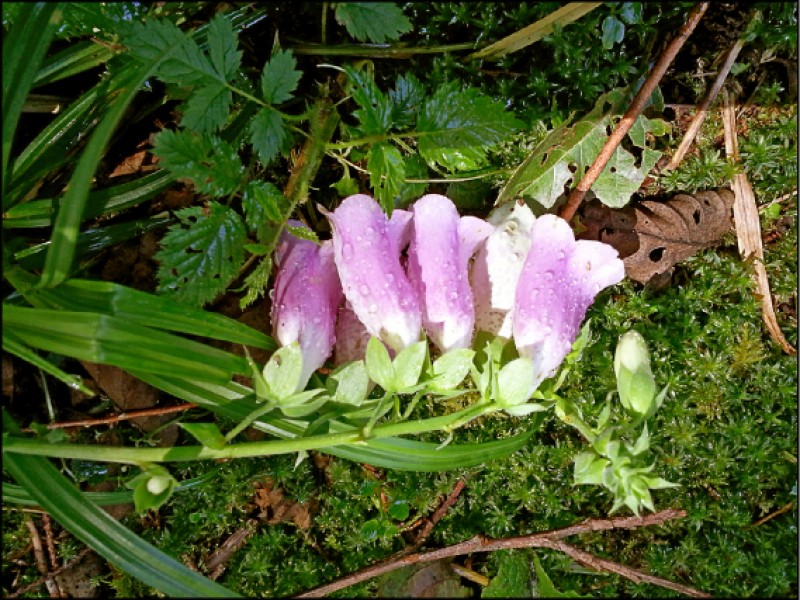 翠峰湖動植物生態豐富，可看見不少美麗的蛇蠍美人「毛地黃」，小心這可是有毒植物。