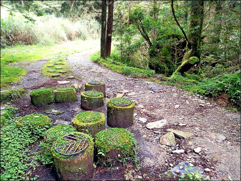 台灣山毛櫸步道前段2.5公里，大多沿昔日運材軌道而行，因濕氣重、易滑，行走時多注意。