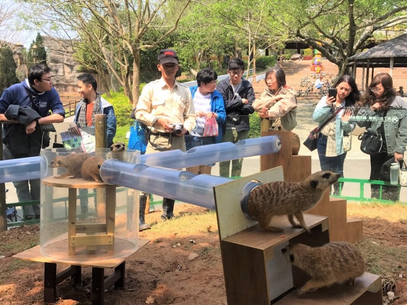 動物保育員為狐獴打造「天空之橋」，讓他們透過攀、爬、抓等行為，邊玩邊訓練動腦覓食，達到豐富動物行為的效果。（六福村提供）