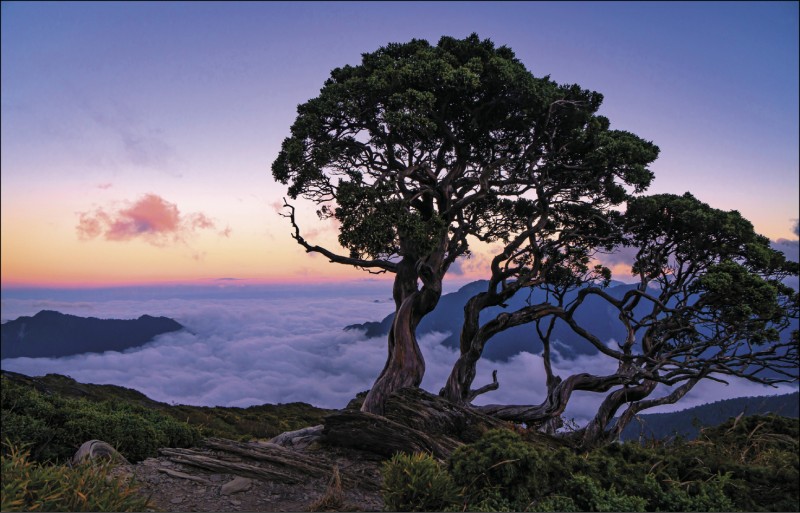 北峰名樹玉山圓柏。
