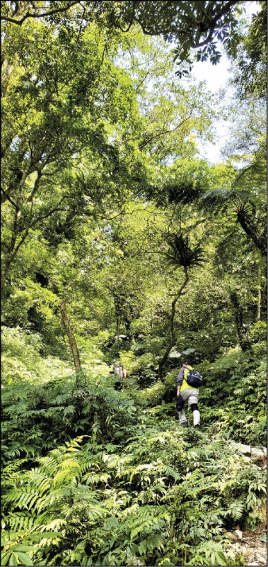 山間步道植被豐富，前方的旅客在盈眼的綠意中時隱時現。
