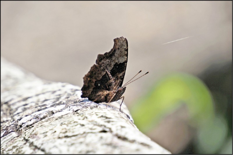 琉璃蛺蝶停在路旁，不規則的翅緣彷彿被誰偷咬一口。