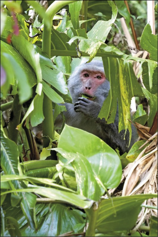 留意周遭聲響，也許能看到隱身林間的小動物正在瞧著你。
