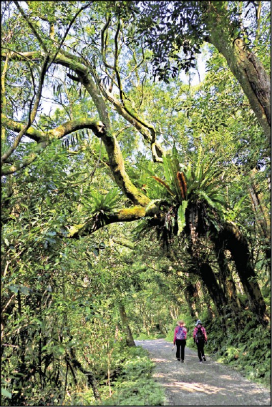 碎石鋪道的產業道路步行時程約1～1.5小時，沿路多有森林遮蔭。