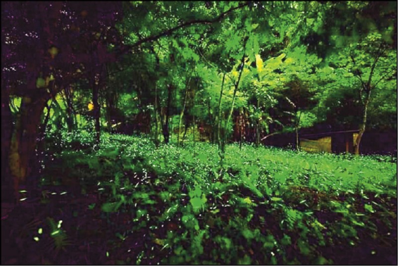 每年4、5月時訪馬武督地區，可日賞桐花、夜訪螢火蟲。
（羅政宏提供）