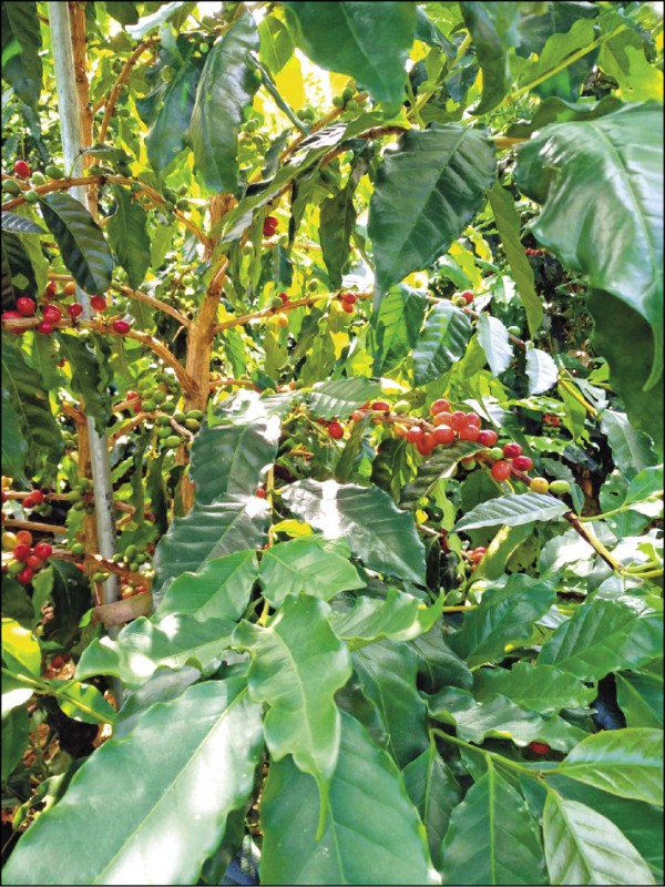 錦山地區目前的咖啡種植面積達10公頃。（羅政宏提供）
