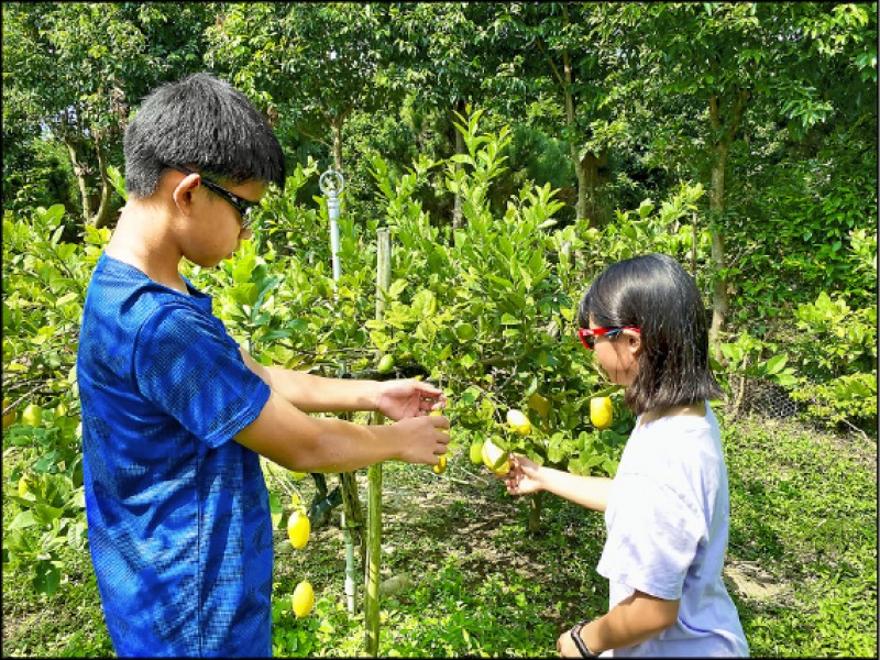 東海萊姆園種植眾多萊姆，來果園可體驗採摘萊姆樂趣。