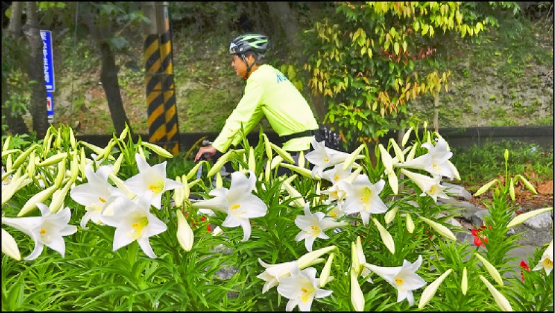 每年5、6月間，漢本車站鐵砲百合全面盛開不可錯過。