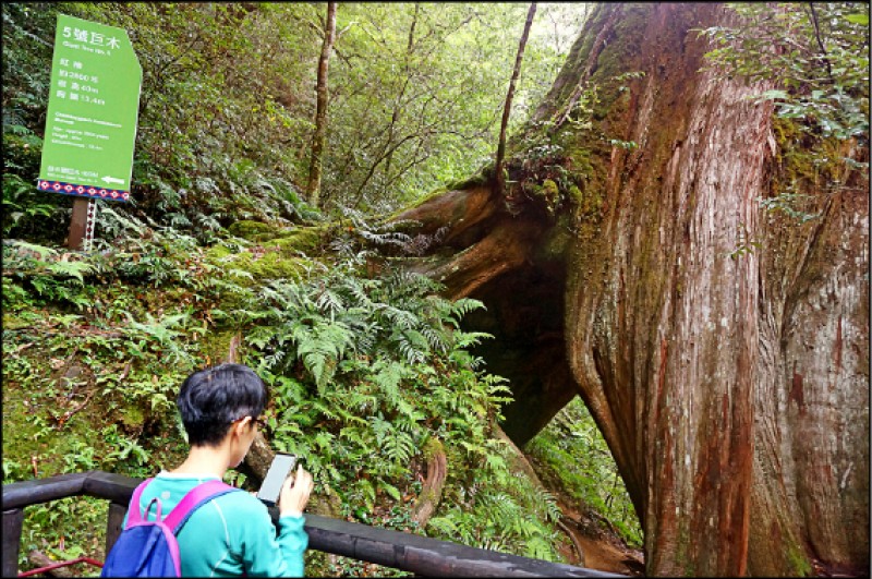 5號巨木樹根部的大洞，相傳有獵人看過熊躲在裡頭，因此被稱為「狗熊的窩」。