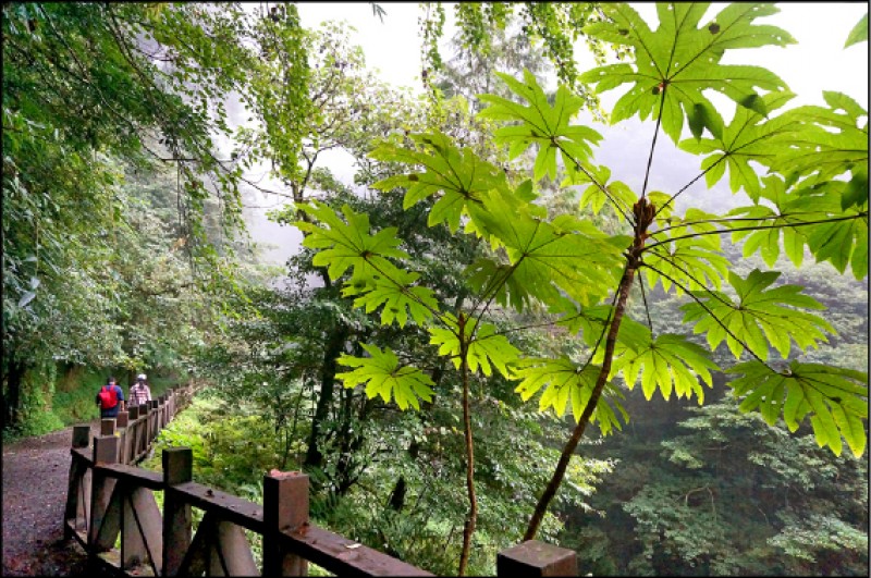 漫步拉拉山步道，沉浸優美大自然風光。