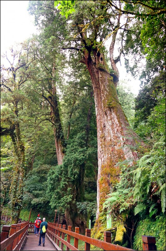 拉拉山是「美麗之山」，孕育許多參天巨木。